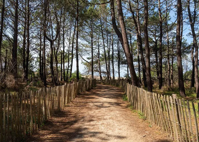 Cosy Entre Et Dunes, 4 Pers. - Proche Plages, Centre, Activites - Menage Inclus - Fr-1-319-534 Sanguinet